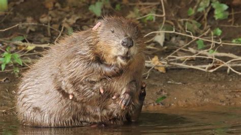 Shoot beavers if they spoil our fishing, urge anglers