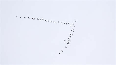 Bird Migration Types