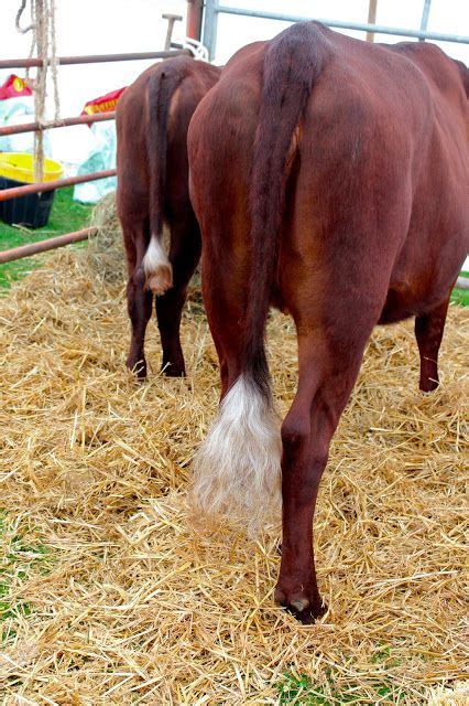 And Here We Are...: Soaking Up Some Local Color: The Red Poll Cattle Show! | Cattle show, Local ...