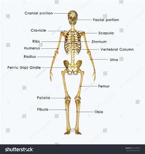 Skeleton Stock Illustration 193168778 | Shutterstock