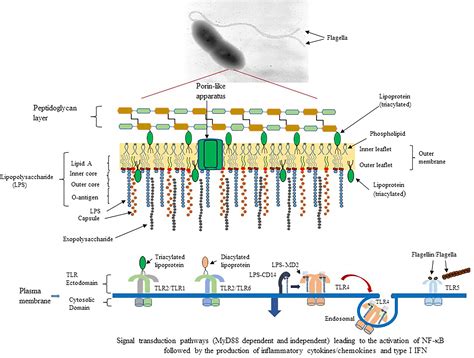 Frontiers | Activation of Toll-Like Receptors by Live Gram-Negative ...