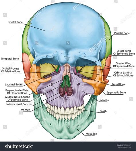 The bones of the cranium, the bones of the head, skull. The individual bones and their salient ...