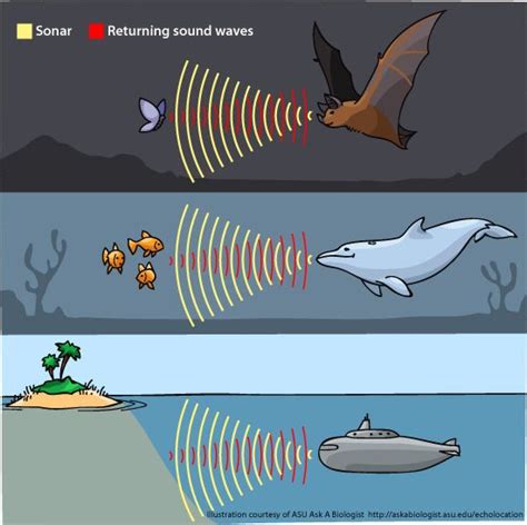 So how do bats find insects in the dark? They use sound waves and echoes, a process called ...