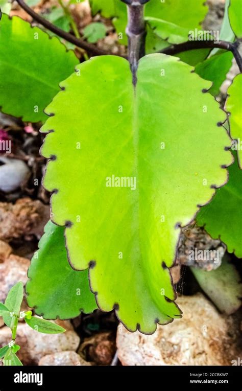 Leaf Of The Leaf Of Life Plant Stock Photo - Alamy