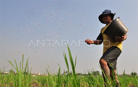 PEMUPUKAN PADI | ANTARA Foto