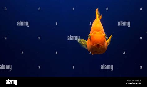 Fish freshwater aquarium hi-res stock photography and images - Alamy