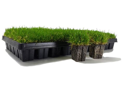 Zoysia Grass Plugs | Zoysiaplug.com - ZoysiaPlug.com