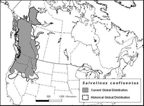 Bull trout range map | FWS.gov