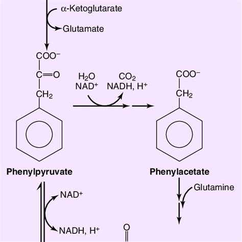 Deficiencies of Urea Cycle Enzymes. | Download Scientific Diagram