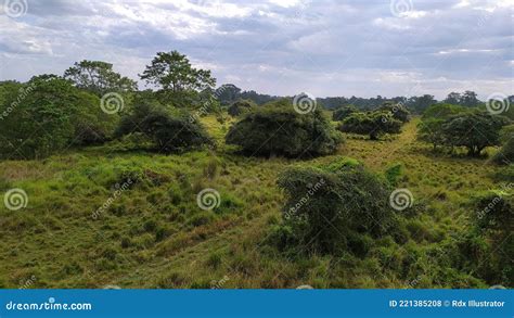 A Beautiful Natural Forest in Assam Stock Photo - Image of grass ...