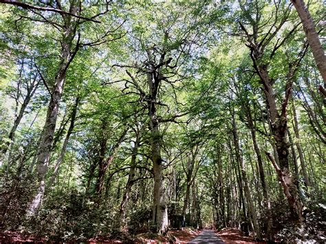 Gargano forest | 20220718_113251 | H T | Flickr