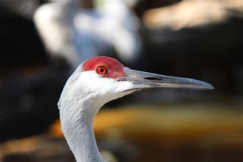 Sandhill Crane at Peace River Wildlife Center