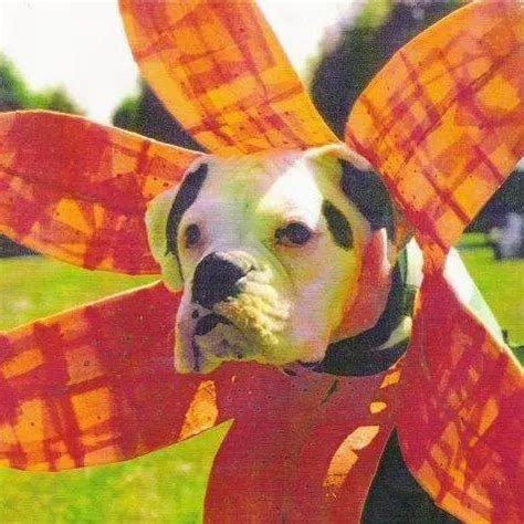 40+ Funny and Clever Halloween Costumes for Boxer Dogs - The Paws