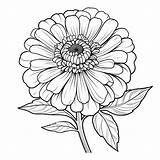 Zinnia Flower Coloring Pages Free Sketch Page sketch template