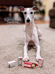 DIY Advent Calendar for Dogs, Cats or Kids! • Sunny Day Stamping