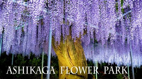 ASHIKAGA FLOWER PARK at Night 2021, Episode-2 "Nights of Lights". # ...