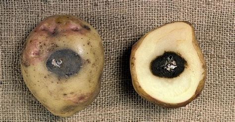 Potato blackleg - Erwinia carotovora pv. atroseptica, Nexles