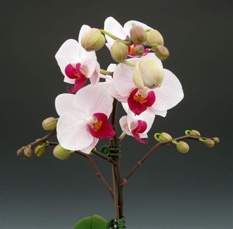 Mother's Day Orchid Flowers | Orchidaceous! Orchid Blog