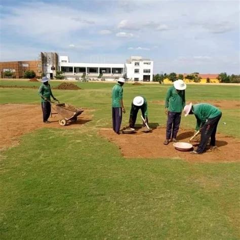 Cricket Ground Maintenance Services at best price in Pune | ID ...