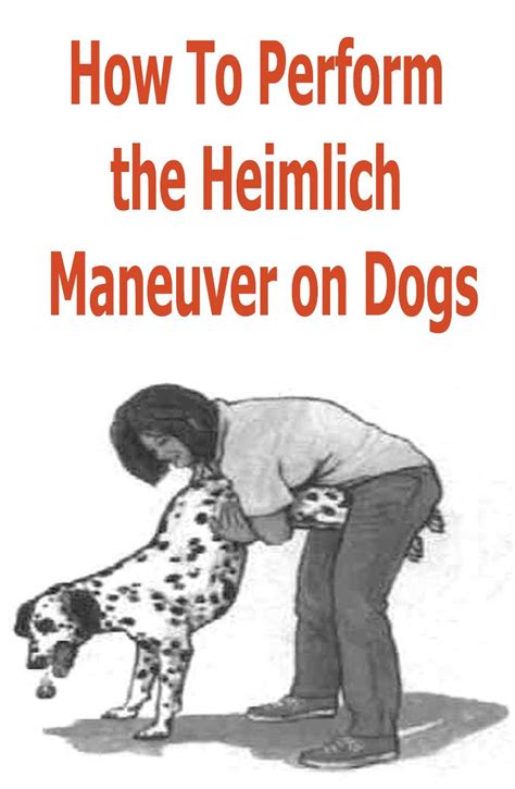 How To Perform the Heimlich Maneuver on Dogs | Heimlich maneuver, Dog heimlich, Dogs