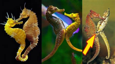 Sea Horse Life Cycle | Hidden World #seahorse#animal#life_cycle# ...