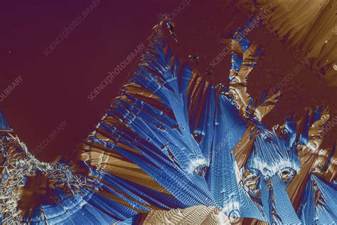 Caffeine crystals, light micrograph - Stock Image - C045/9649 - Science Photo Library