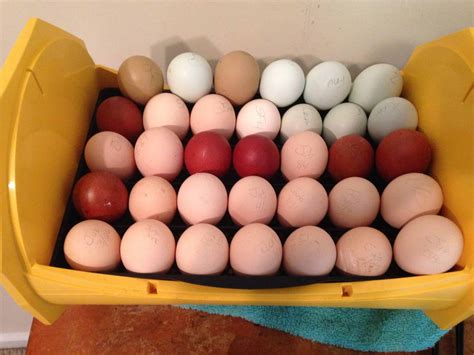 Want Chickens That Lay Colored Eggs? - Mranimal Farm