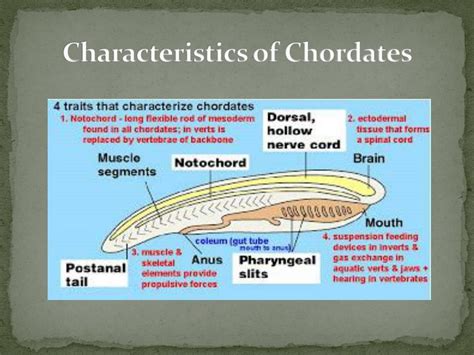 Chordata Meaning