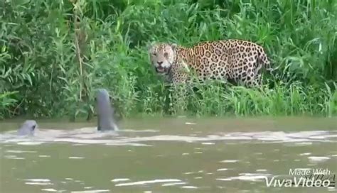 Jaguar is confronted by a romp of giant otters : r/badassanimals