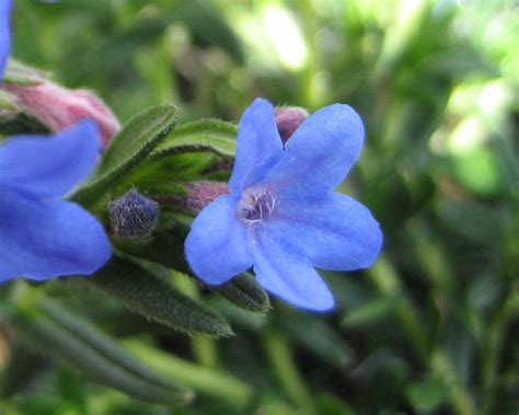 Lithodora diffusa | GardensOnline