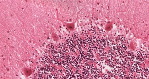 Central Nervous System | histology