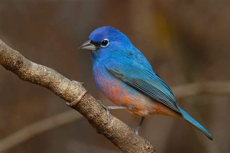 Male Rose-bellied Bunting (Passerina rositae) | Pet birds, Painted bunting, Birds in the sky