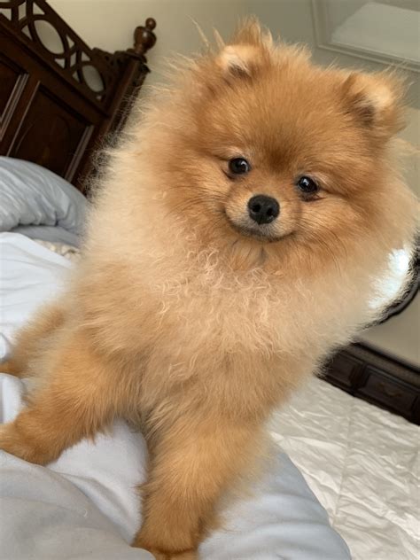 Pomeranian Puppies For Sale | Orlando, FL #304143