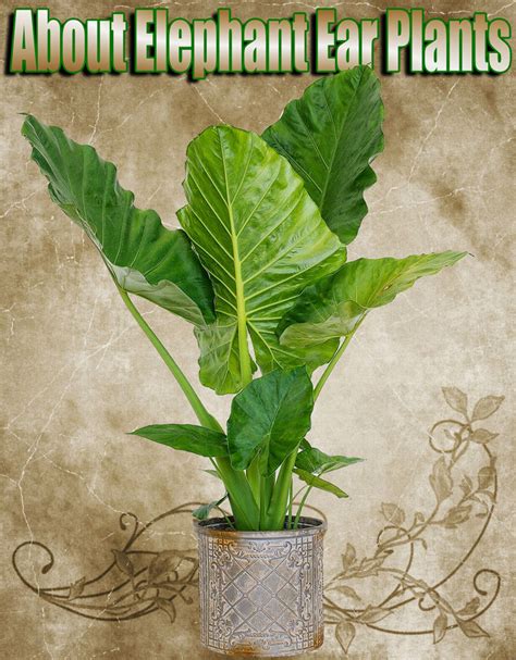 Quiet Corner:About Elephant Ear Plants - Quiet Corner