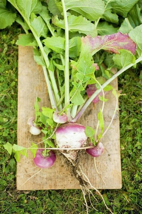 Turnips with roots, leaves and soil - Stock Photo - Dissolve