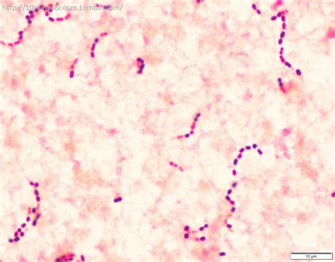 MICROCOSM | The different Gram-stain appearances of Moraxella...