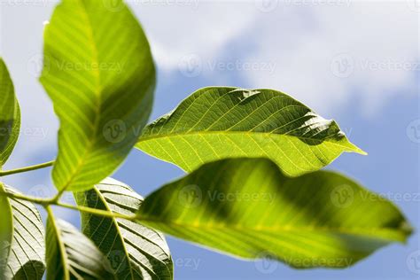 new walnut leaves 9753208 Stock Photo at Vecteezy