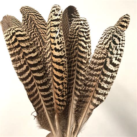 Natural Mottled Peacock Wing Feather - 30cm Large – Feather.com.au