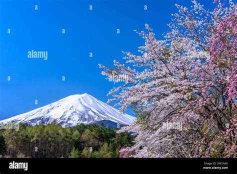 Fuji and cherry blossom Stock Photo - Alamy