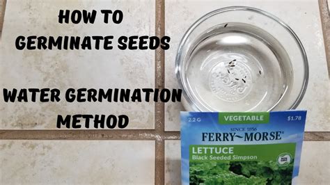 How To Germinate Seeds || Water Germination Method - YouTube