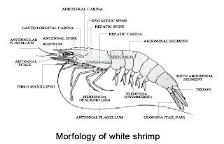 Morphology, anatomy, and physiology of white shrimp - Shrimp Culture