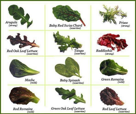 Lettuce types | Samples | Pinterest