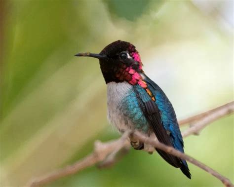 Bee Hummingbird - Facts, Diet, Habitat & Pictures on Animalia.bio