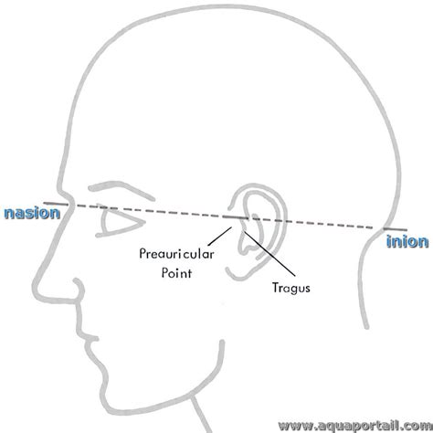 Nasion, inion : définitions et explications