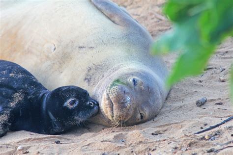 Hawaiian monk seal pup nuzzles mom. | Four-day-old Hawaiian … | Flickr