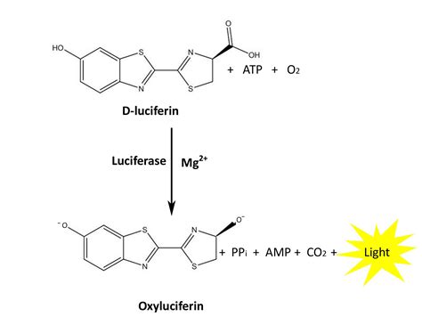 Luciferase Reporter Assays: An Overview