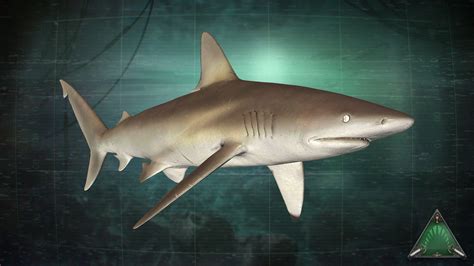 The Copper shark is fast, strong, and full of rage. Although smaller ...