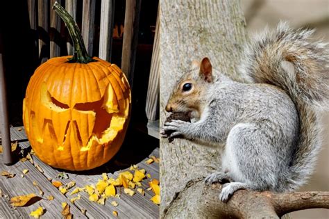 An Open Letter to the Squirrel That Ate My Pumpkin