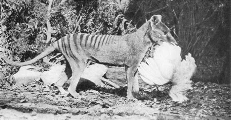 Centre for Fortean Zoology Australia: Thylacine extinction 'deliberate ...