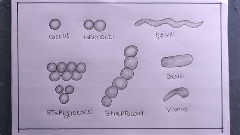 how to draw different shapes of bacteria/bacteria drawing - YouTube